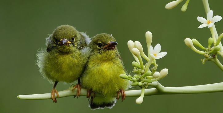 Comptage national des oiseaux des jardins